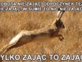 Zając