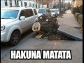 Pumba