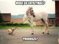 Konik