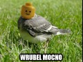 Wrubel mocno