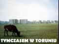 Tymczasem w toruniu