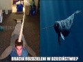 Bracia rozdzieleni w dzieciństwie
