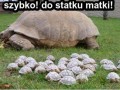 Szybko