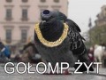 Gołomp