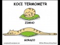 Koci termometr