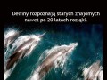 Delfiny