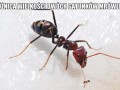 Mrówki