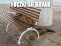 Foczki