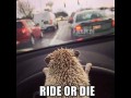 Ride or die