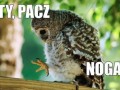 Zobacz