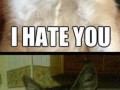 I hate you