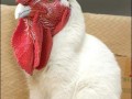 Cock amp pussy