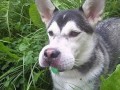 Goofy