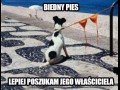 Biedny pies