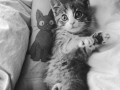 Kicia