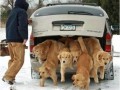 He let the dogs out