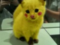 Miau 1