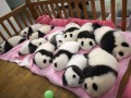Cute overload 1