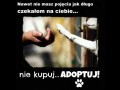 Adoptuj