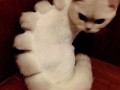 Kotozaur