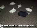 Brzydkie kaczątko