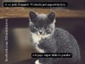 A co jeśli