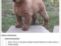 Puppy