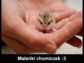 Chomiczek