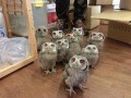 Hoot hoot