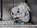 Niemożliwe