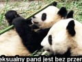 Pandy