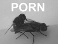 Porn