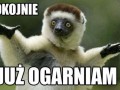 Bez spiny