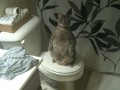 Fat cat