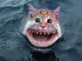 Shark