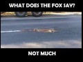 What does the fox say