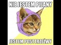 Hipster cat