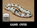 Game over