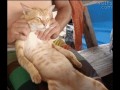 Kitałkę