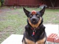 Derp