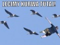 Lecimy