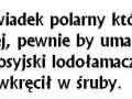 Niedźwiadek