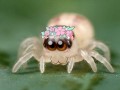 Kawai