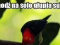 Chodź na solo