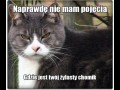 Żylasty Chomik