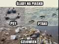 Ślady Różnych Gatunków