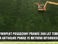 Żywopłot