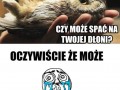 Śpiący Puchacz