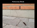 Ślimak Dobry Zawodnik