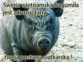 Świnia Wietnamska